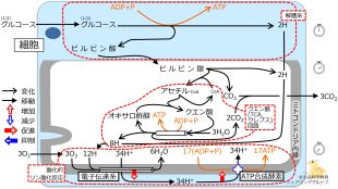 /wiki/images/thumb/9/9b/GlucoseBasicMetabolism-Jpn.jpg/310px-GlucoseBasicMetabolism-Jpn.jpg