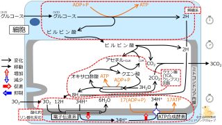 /wiki/images/thumb/9/9b/GlucoseBasicMetabolism-Jpn.jpg/320px-GlucoseBasicMetabolism-Jpn.jpg
