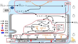 /wiki/images/thumb/9/9b/GlucoseBasicMetabolism-Jpn.jpg/330px-GlucoseBasicMetabolism-Jpn.jpg