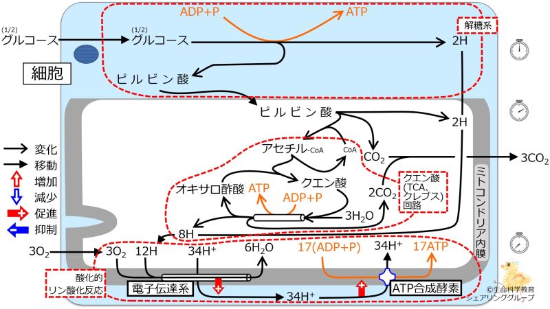 ファイル:GlucoseBasicMetabolism-Jpn.jpg