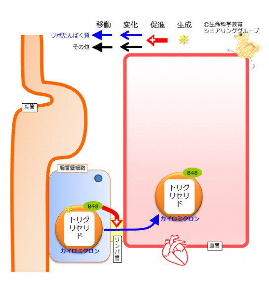 ファイル:アポリポたんぱく質B48.jpg