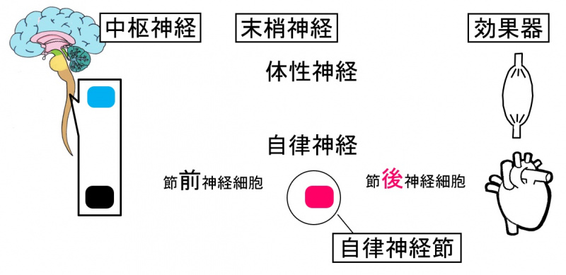 ファイル:02515-wb.jpg