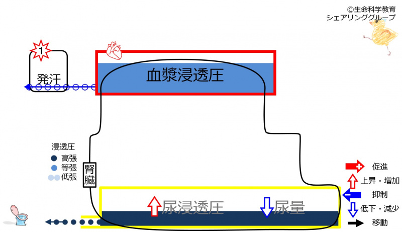 ファイル:6-sweatKidneycontrol2.jpg