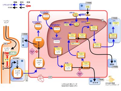 /wiki/images/thumb/9/9c/LipoProteinSummaryNoApoFlipped.jpg/400px-LipoProteinSummaryNoApoFlipped.jpg