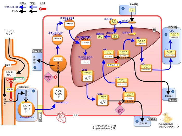 /wiki/images/thumb/9/9c/LipoProteinSummaryNoApoFlipped.jpg/700px-LipoProteinSummaryNoApoFlipped.jpg