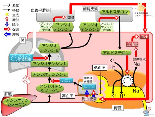 /wiki/images/thumb/9/9c/Renin-regulation.jpg/500px-Renin-regulation.jpg