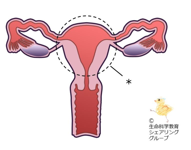 ファイル:クイズ 子宮体部.jpg