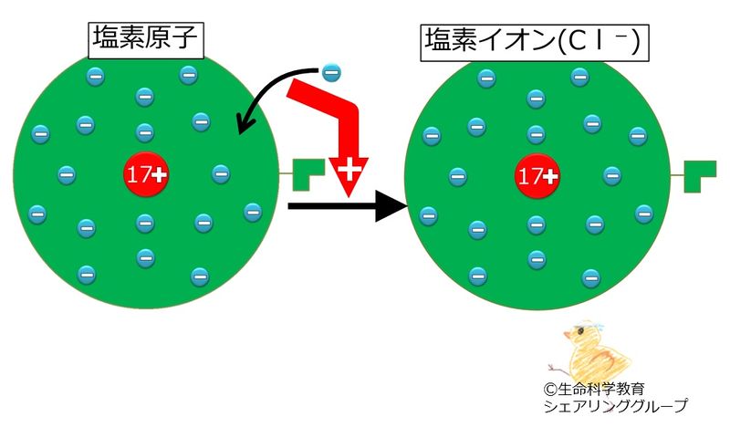 ファイル:塩素イオン.jpg