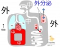 2016年5月18日 (水) 13:30時点における版のサムネイル