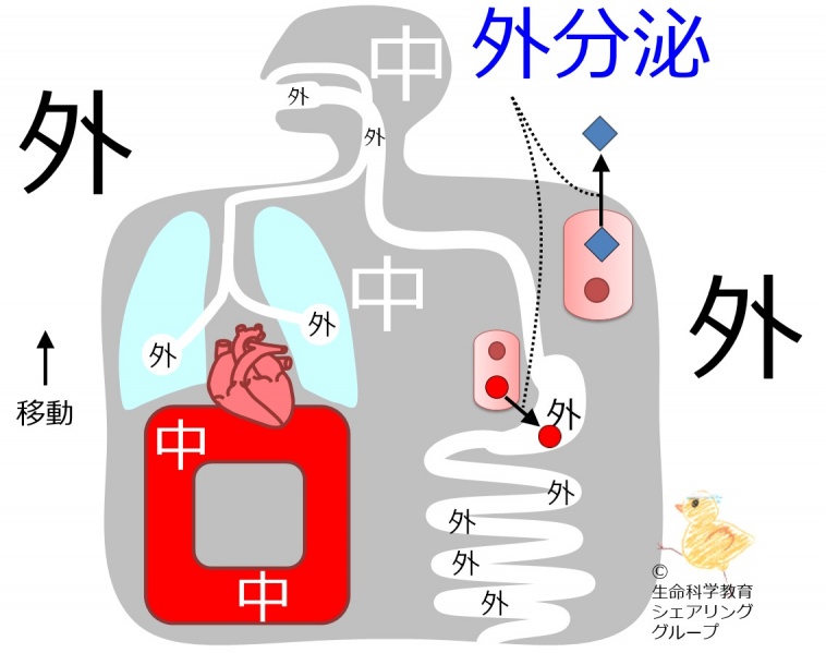 ファイル:Exocrine-7.jpg