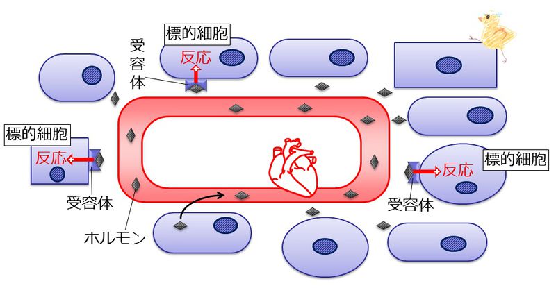 ファイル:04364.jpg