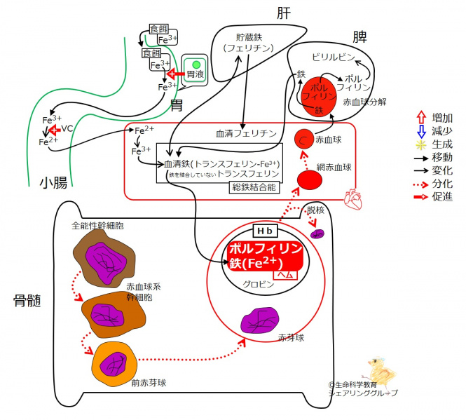 ファイル:04423-wb.jpg