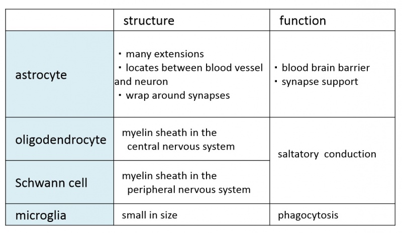 ファイル:Glia-classification.jpg