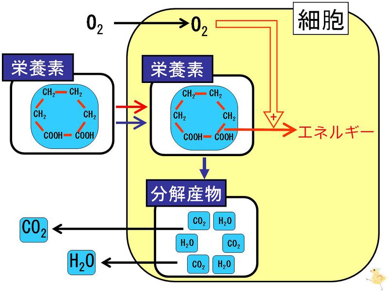 ファイル:01313.jpg