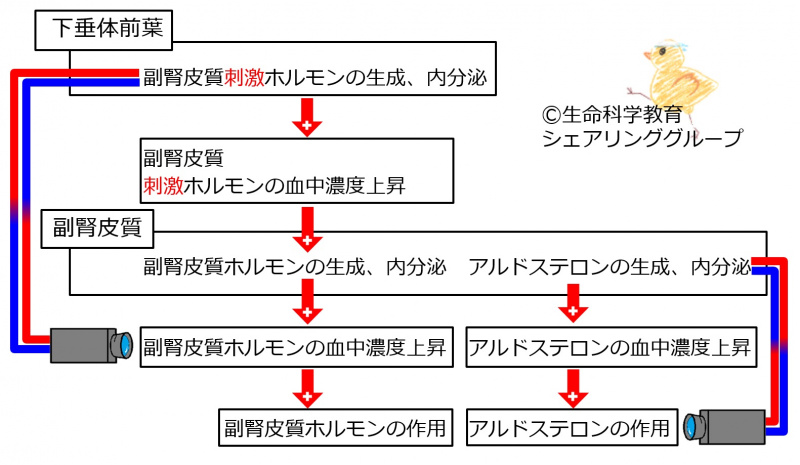 ファイル:03988.jpg