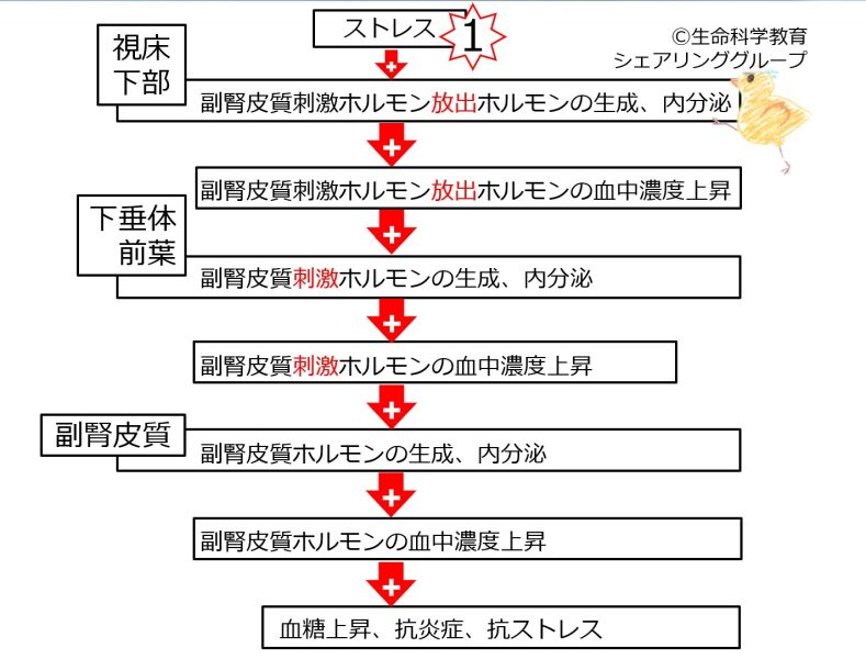 ファイル:03990-wb.jpg