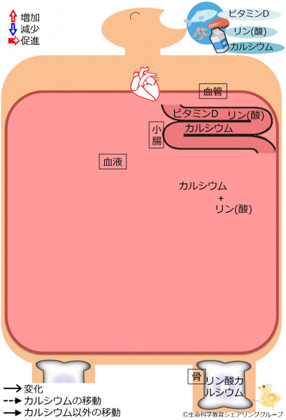 ファイル:04393-wb.jpg
