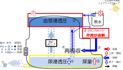 6-waterReabsorption-control2-effect.jpg