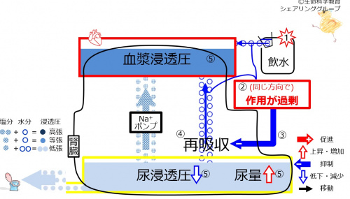 6-waterReabsorption-control2-effect.jpg
