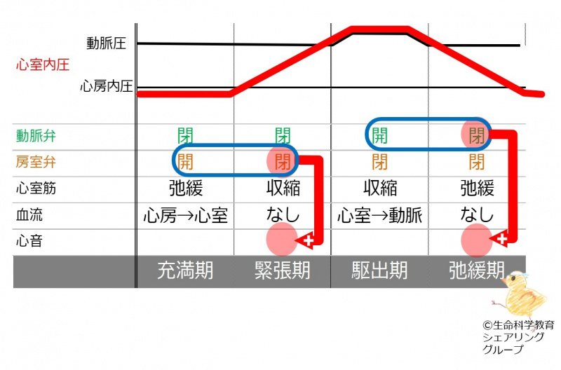 ファイル:HeardSoundTiming-wb.jpg