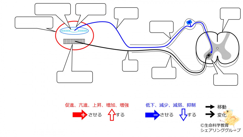 ファイル:StretchReflex-1-wb.jpg