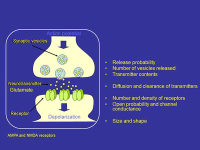 Synaptic transmission1130.jpg