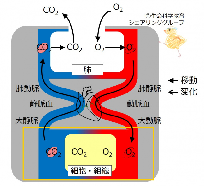 ファイル:03725-wb.jpg