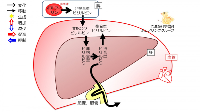 ファイル:03980.jpg