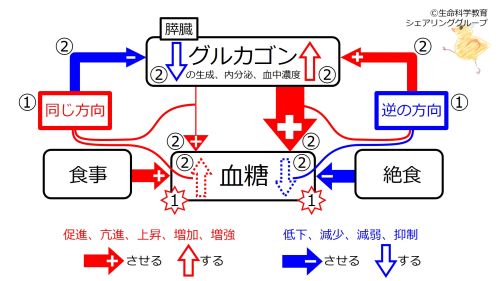 /wiki/images/thumb/a/a0/Glucagon-FBsummary.jpg/500px-Glucagon-FBsummary.jpg