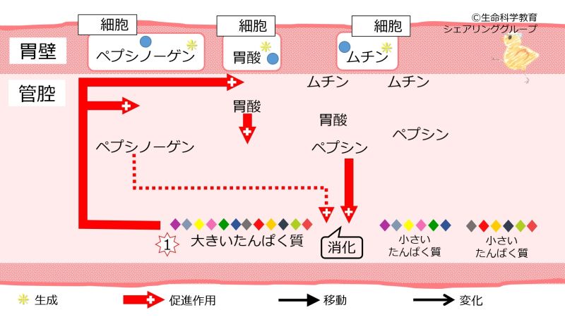 ファイル:Stomach pepsinogen-wb.jpg