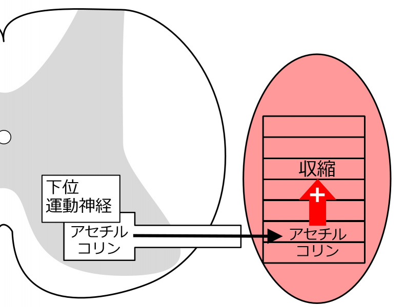 ファイル:04226.jpg