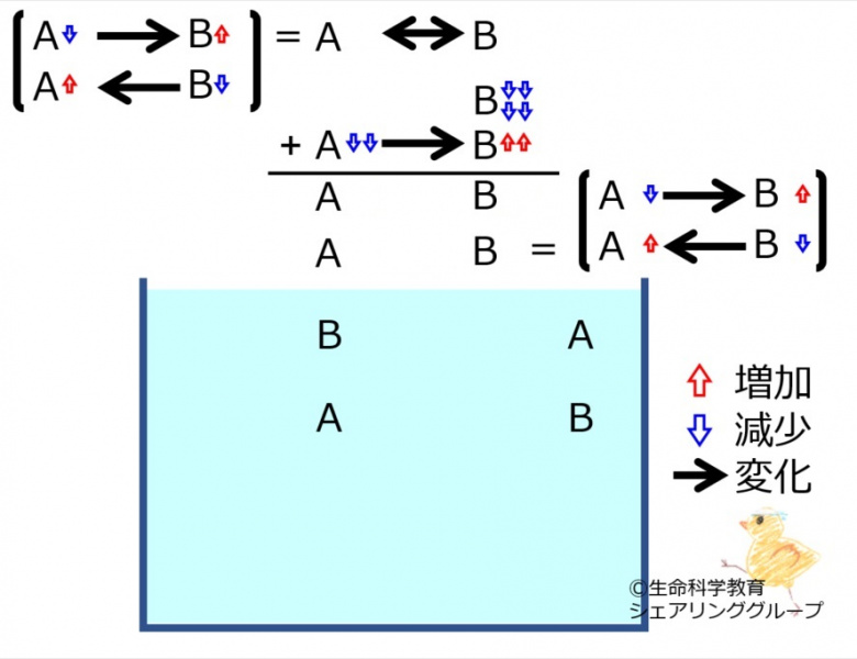 ファイル:ChemicalEquilibriumChangesByDecInMolB-4-wb.jpg