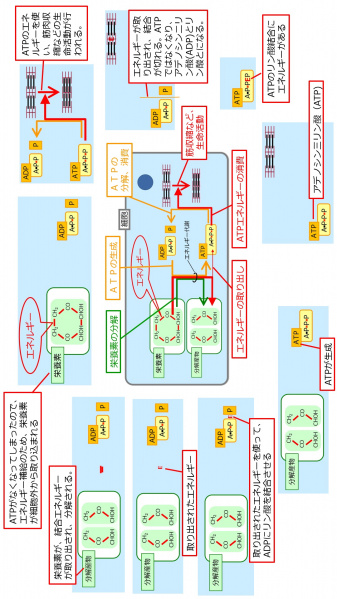 ファイル:ATPBasic-Jpn-wb.jpg