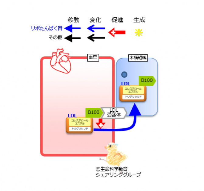 アポリポたんぱく質B100.jpg