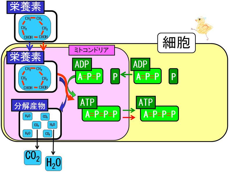 ファイル:02912.jpg