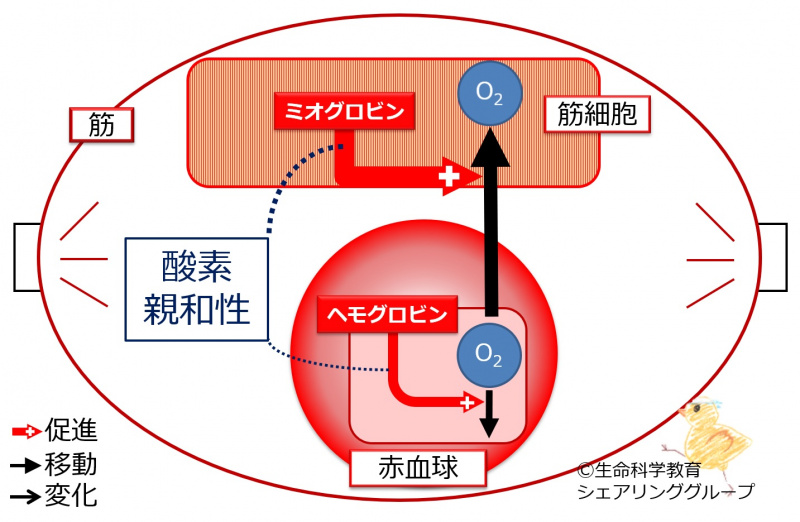 ファイル:04072.jpg