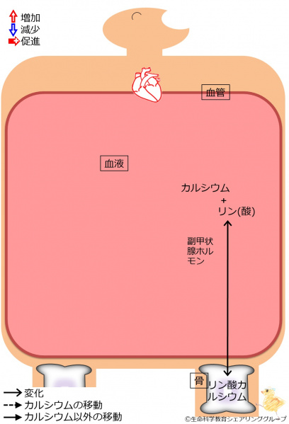 ファイル:04433-wb.jpg