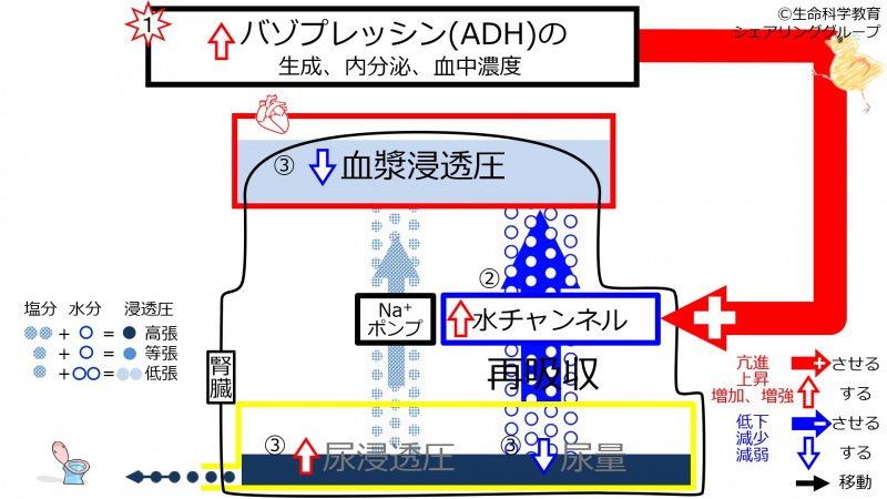 ファイル:IncADHeffect2.jpg