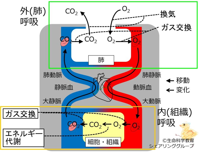 ファイル:O2CO2ChangesWithRespiration-basic-Jpn.jpg