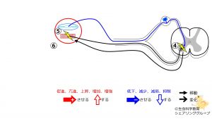 /wiki/images/thumb/a/a3/StretchReflex-3.jpg/300px-StretchReflex-3.jpg