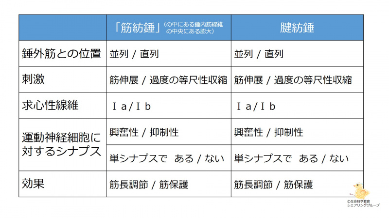 ファイル:筋紡錘と腱紡錘のまとめ-wb.jpg