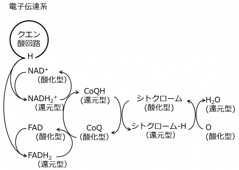 ファイル:04638.jpg
