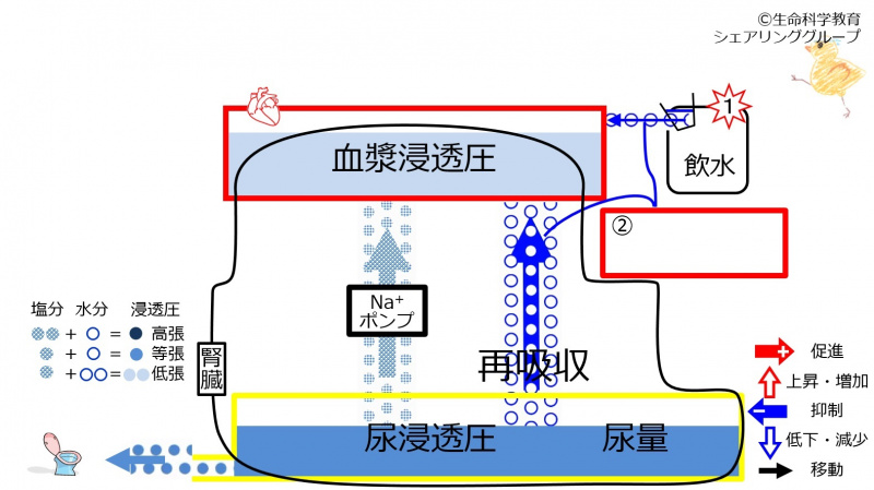 ファイル:6-waterReabsorption-control-effect1-wb.jpg