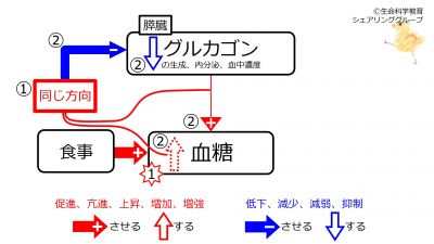 /wiki/images/thumb/a/a4/Glucagon-meal-FB.jpg/400px-Glucagon-meal-FB.jpg