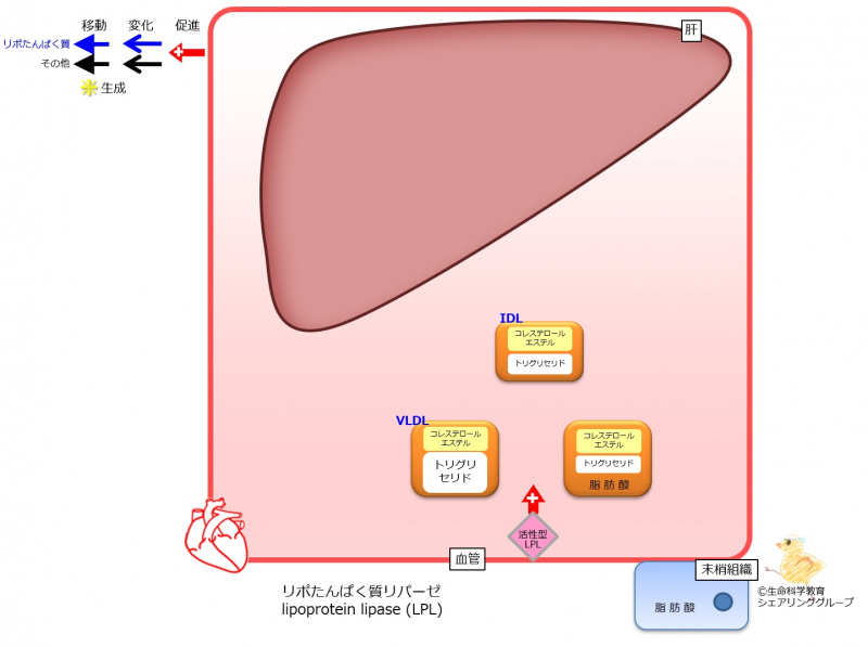 ファイル:IDL 生成-wb.jpg
