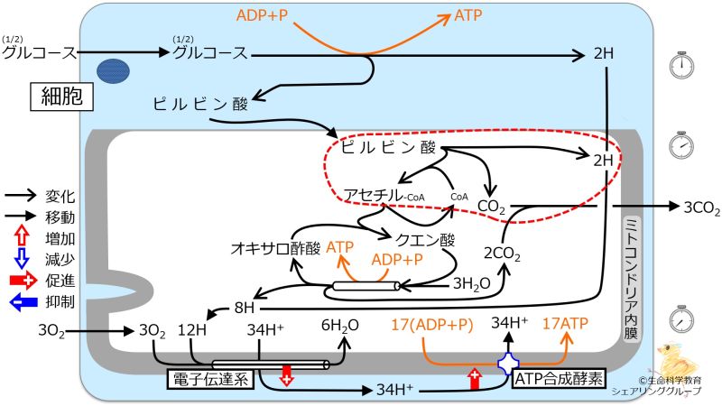 ファイル:エネルギー代謝 全体像2.jpg