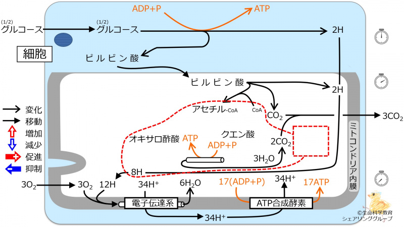 ファイル:エネルギー代謝 全体像3-wb.jpg