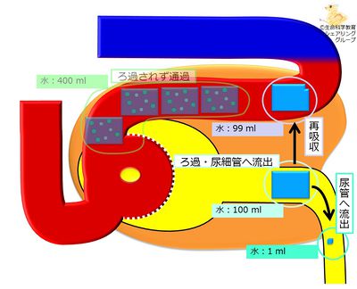 再吸収.jpg