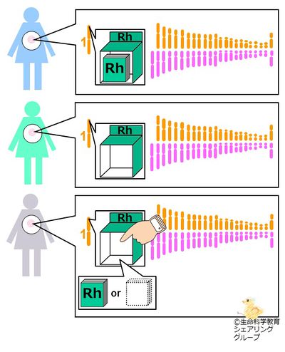 座と遺伝子1.jpg