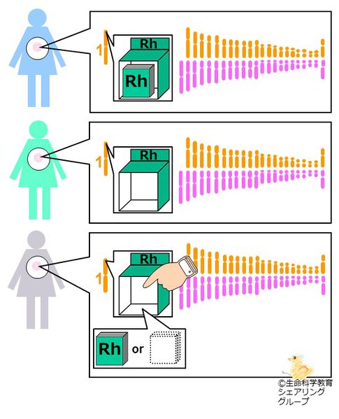 ファイル:座と遺伝子1.jpg